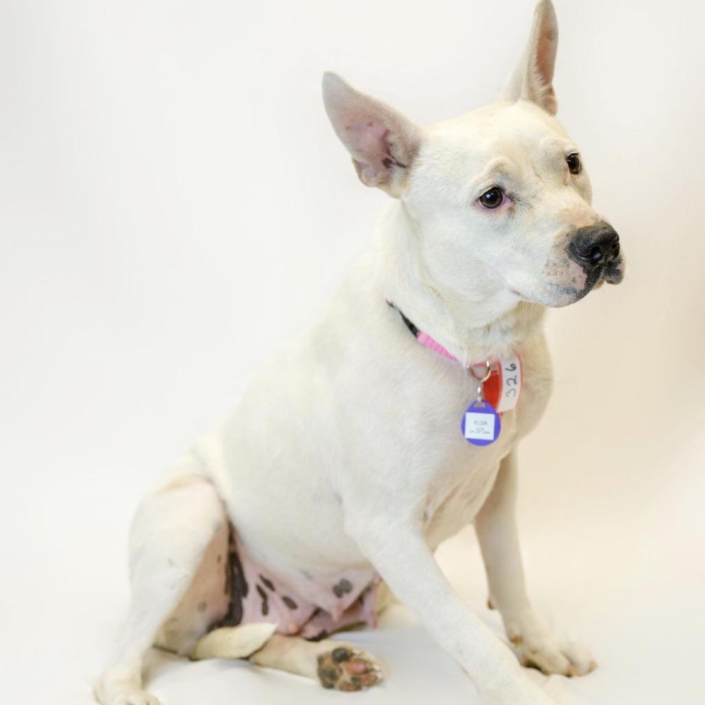 Enlarge 326 (2026) Mama Elsa, a Adoptable mixed breed in Parker, CO image 3/6