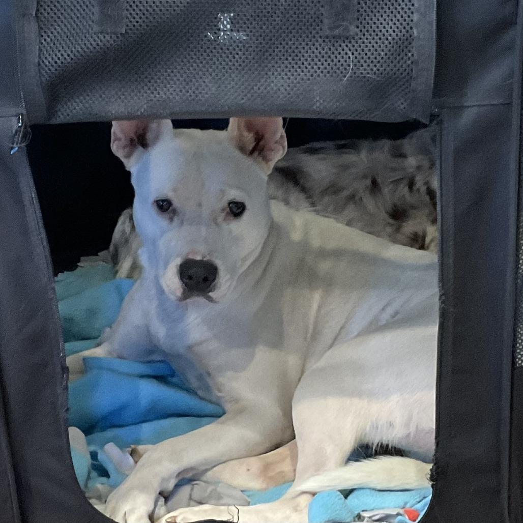 Enlarge 326 (2026) Mama Elsa, a Adoptable mixed breed in Parker, CO image 4/6