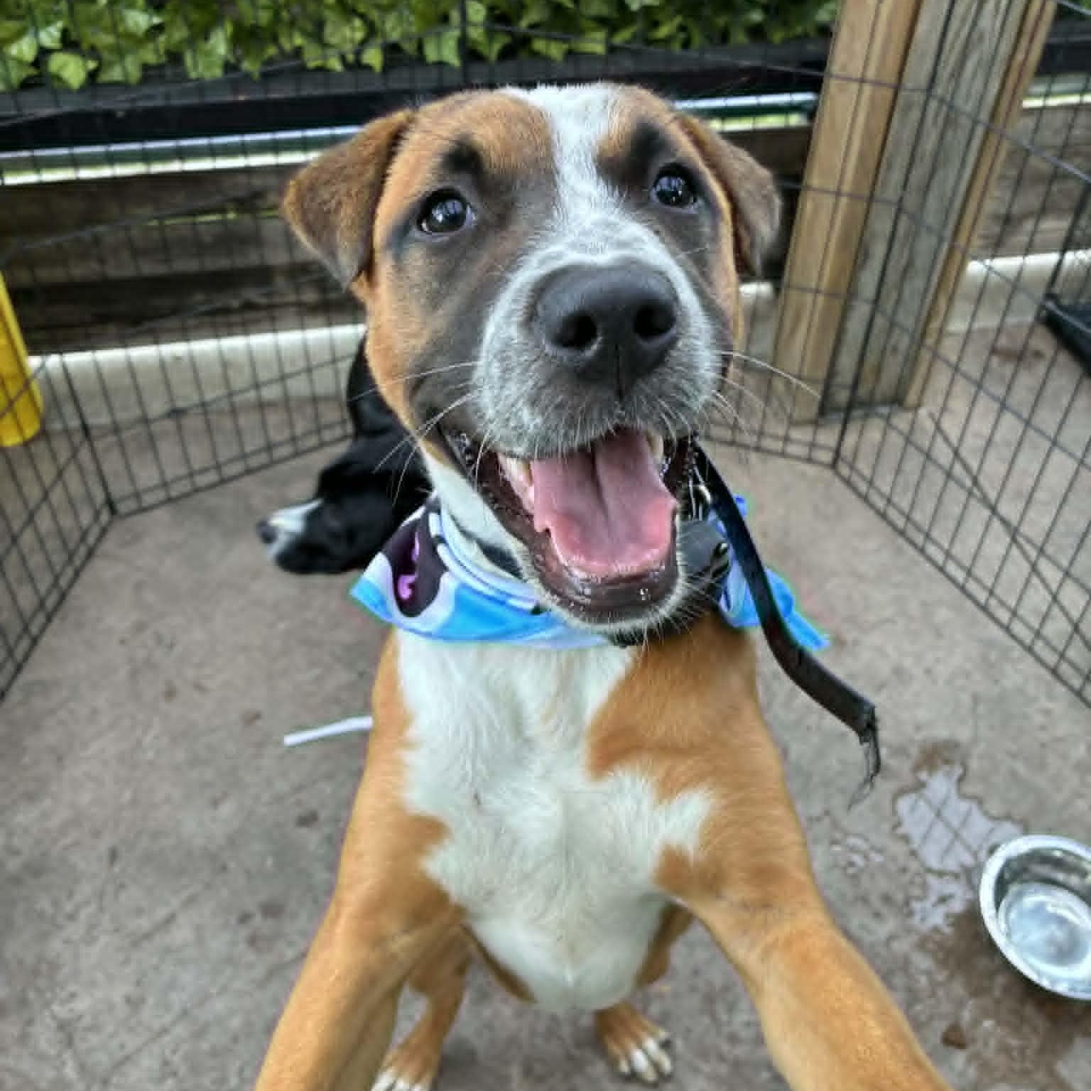 Pibble, ADOPTABLE, Puppy Female Terrier & Pit Bull Terrier.