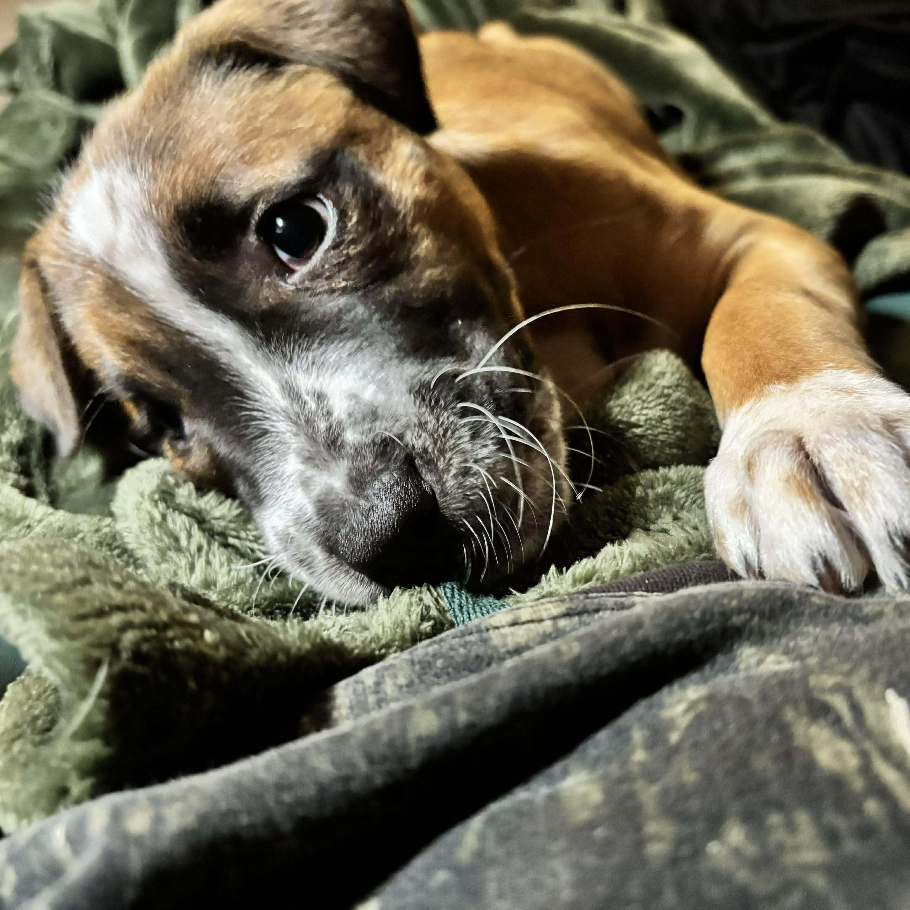 Pibble, ADOPTABLE, Puppy Female Terrier & Pit Bull Terrier.