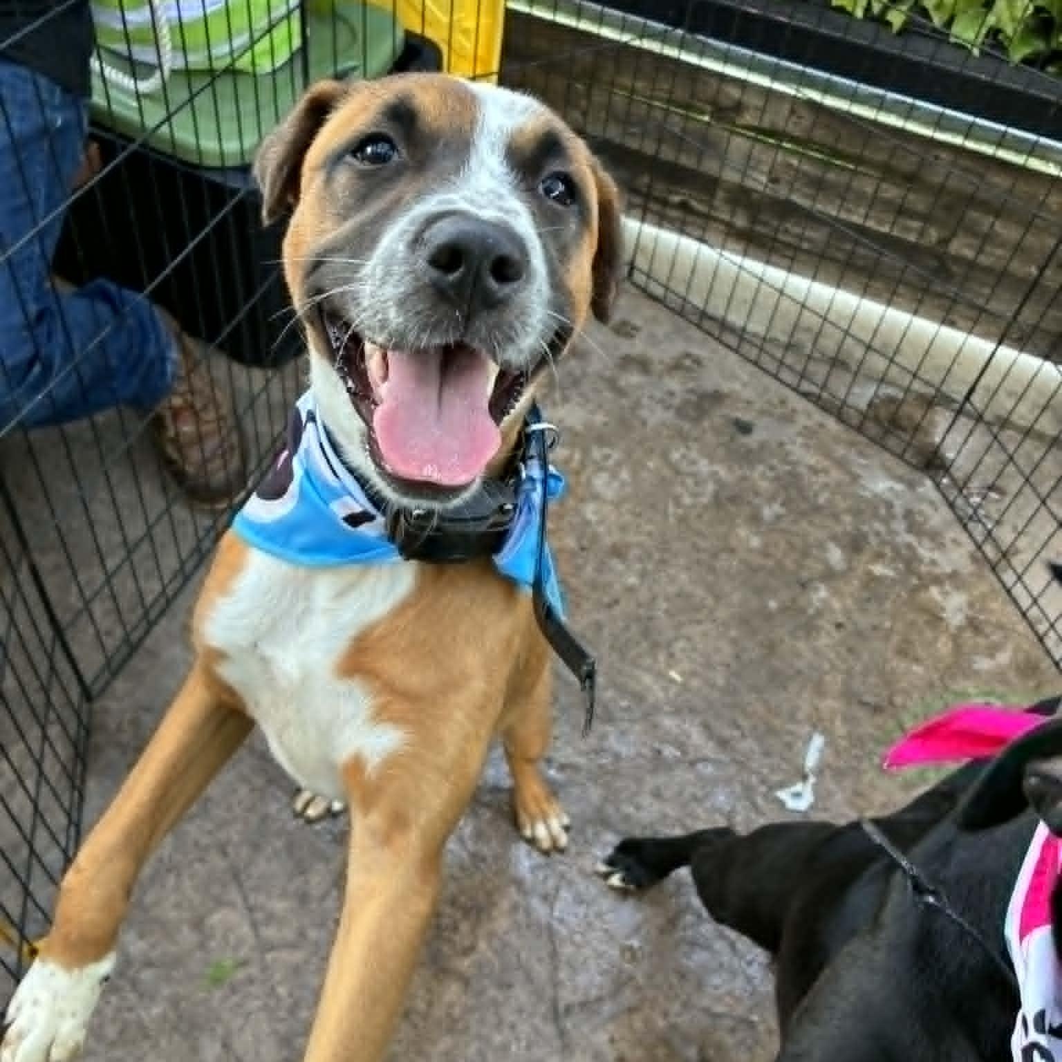 Enlarge Pibble, an adopted mixed breed in Oklahoma City, OK image 4/5