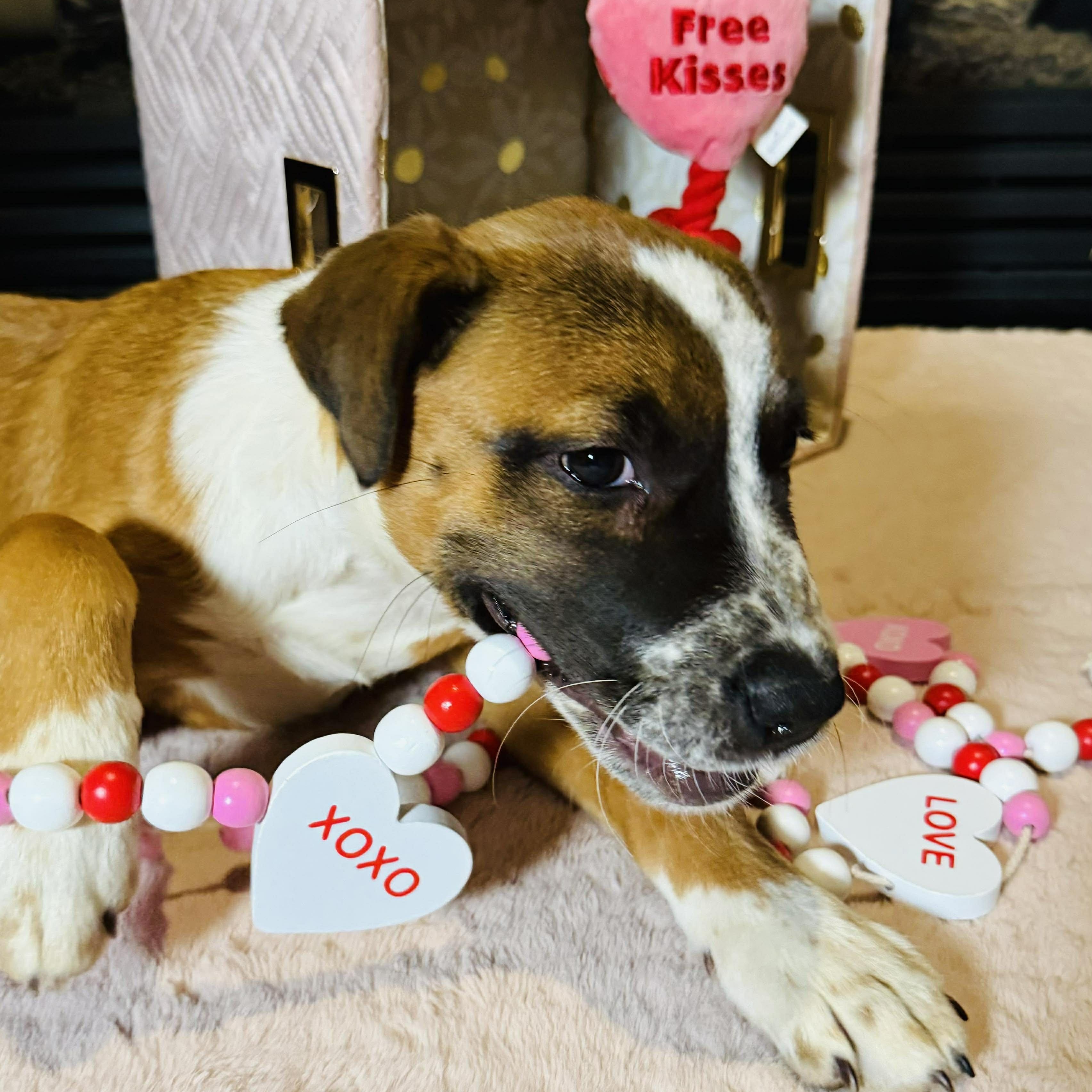 Enlarge Pibble, a ADOPTABLE mixed breed in Oklahoma City, OK image 3/5