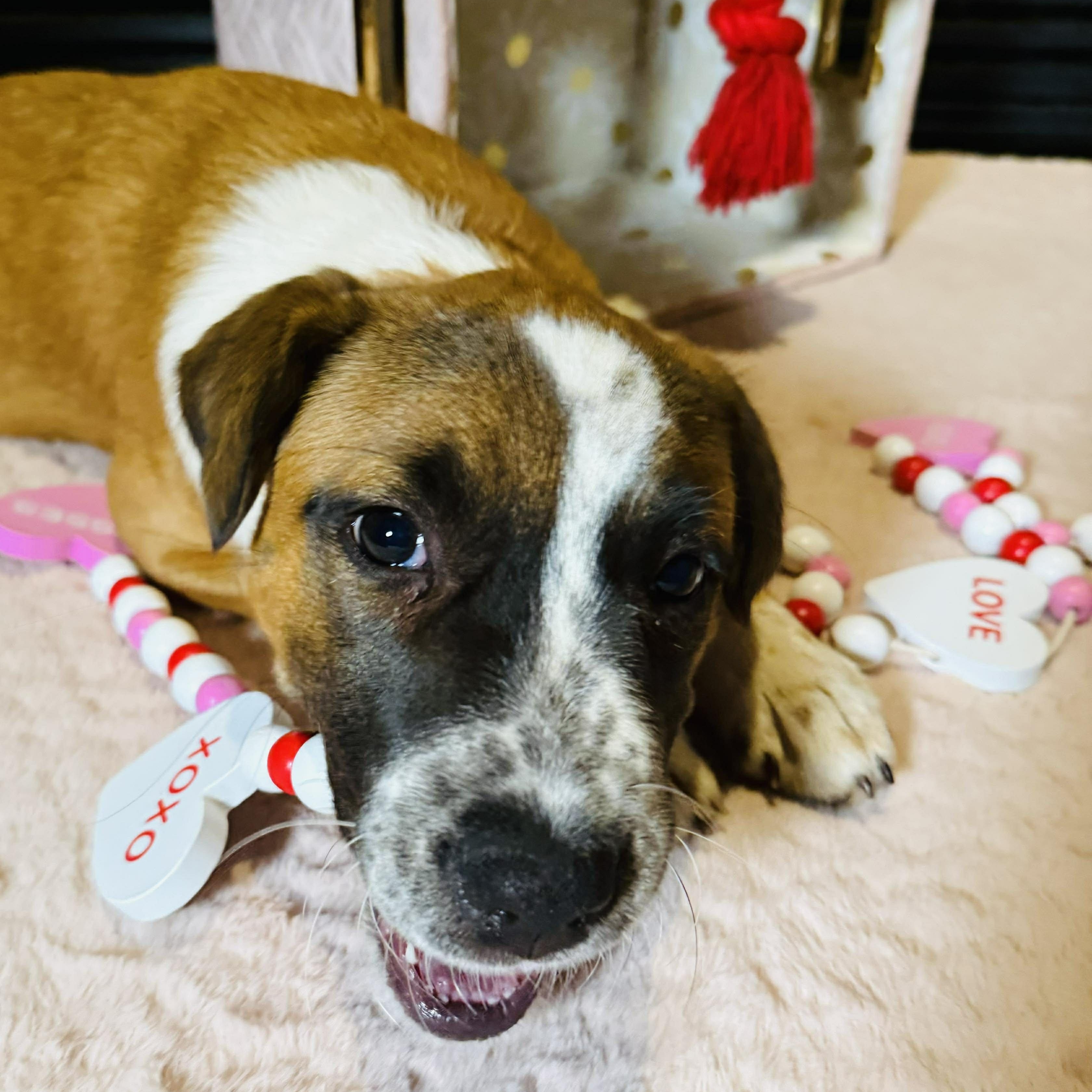 Enlarge Pibble, a ADOPTABLE mixed breed in Oklahoma City, OK image 4/5