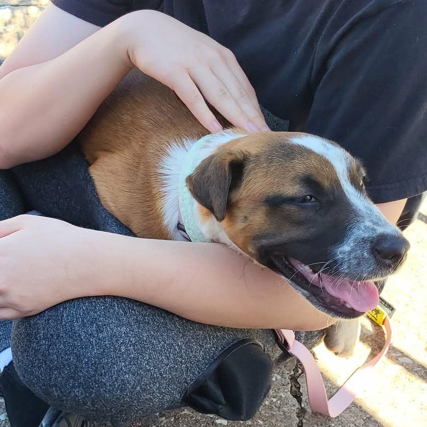 Enlarge Pibble, a ADOPTABLE mixed breed in Oklahoma City, OK image 5/5