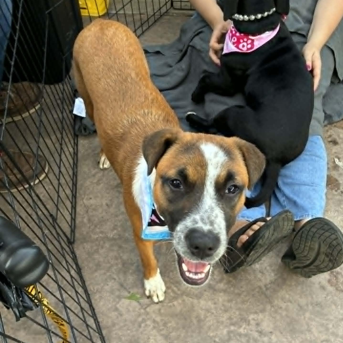 Enlarge Pibble, an adopted mixed breed in Oklahoma City, OK image 2/5