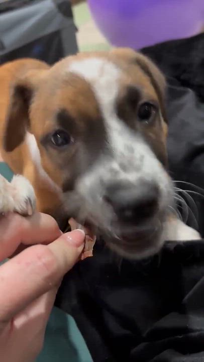 Enlarge Pibble, a ADOPTABLE mixed breed in Oklahoma City, OK video 2/5