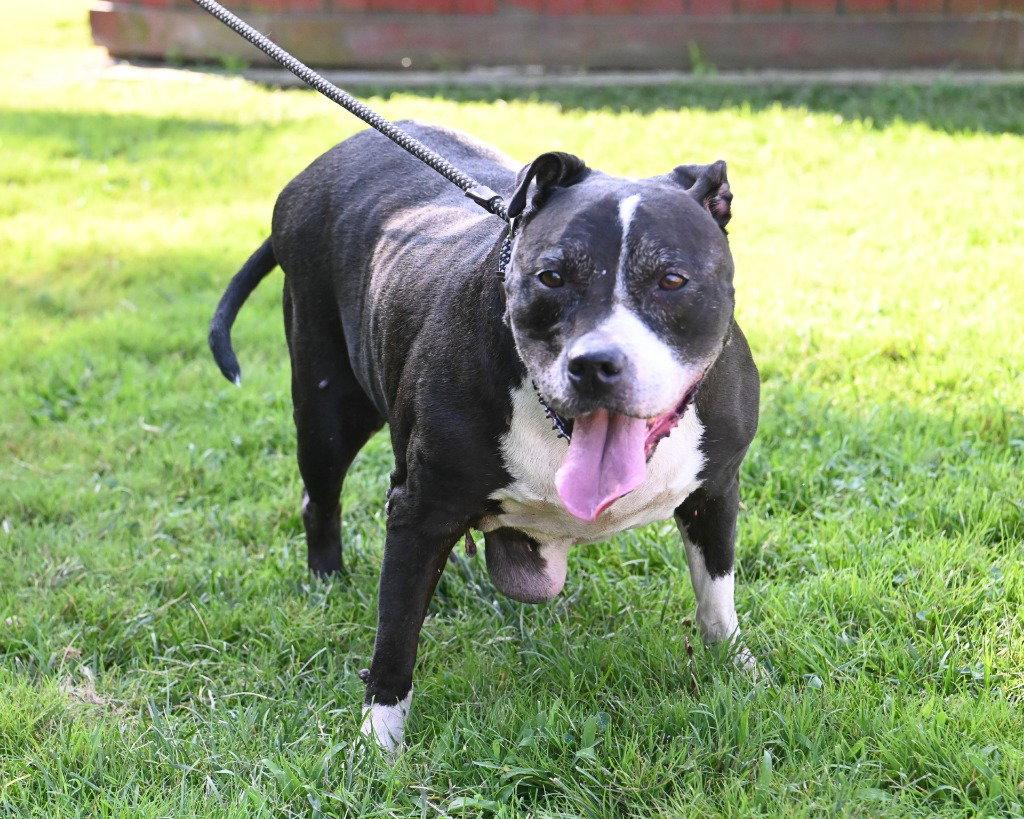 PR 54 Cupcake, a Adoptable Pit Bull Terrier in Glen Allen, VA image 1/3