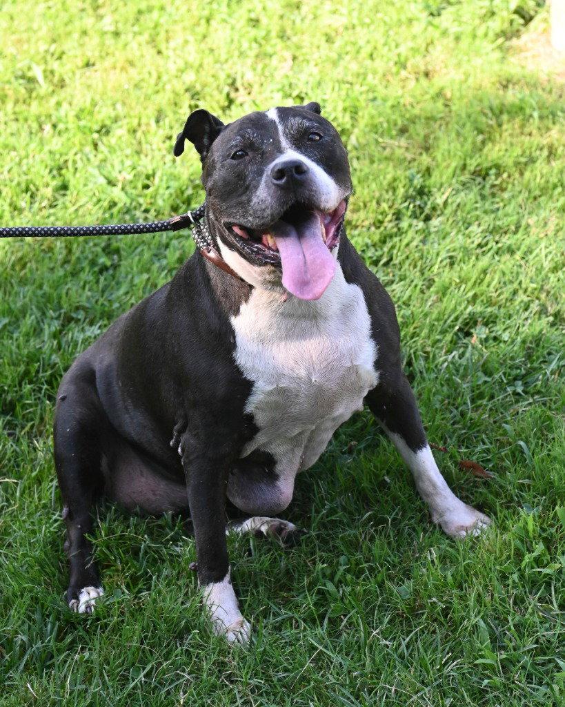 PR 54 Cupcake, a Adoptable Pit Bull Terrier in Glen Allen, VA image 2/3