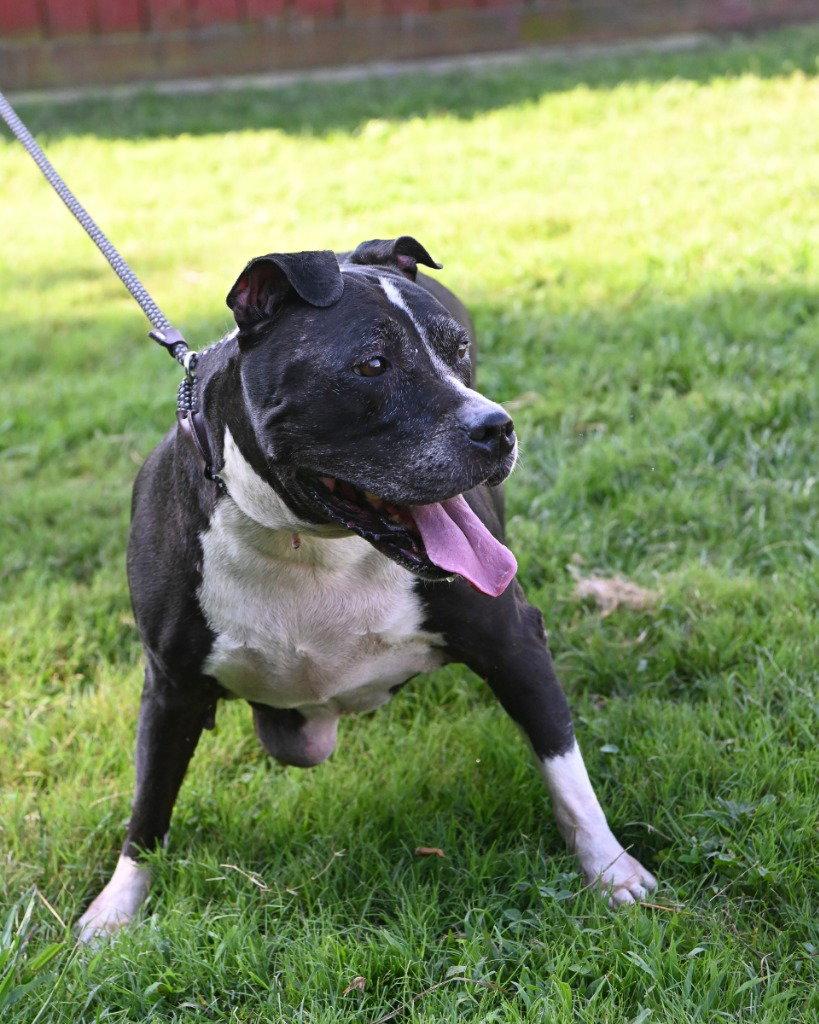 PR 54 Cupcake, a Adoptable Pit Bull Terrier in Glen Allen, VA image 3/3