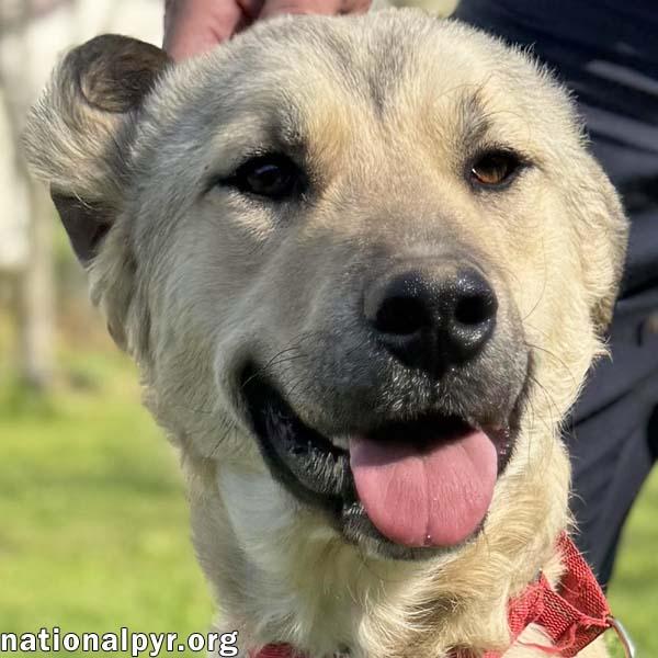 Sweetie Pie in TN - Loves Hugs & Attention!