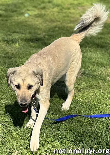 Sweetie Pie in TN - Loves Hugs & Attention!