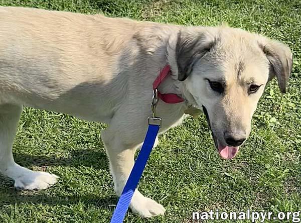 Sweetie Pie in TN - Loves Hugs & Attention!
