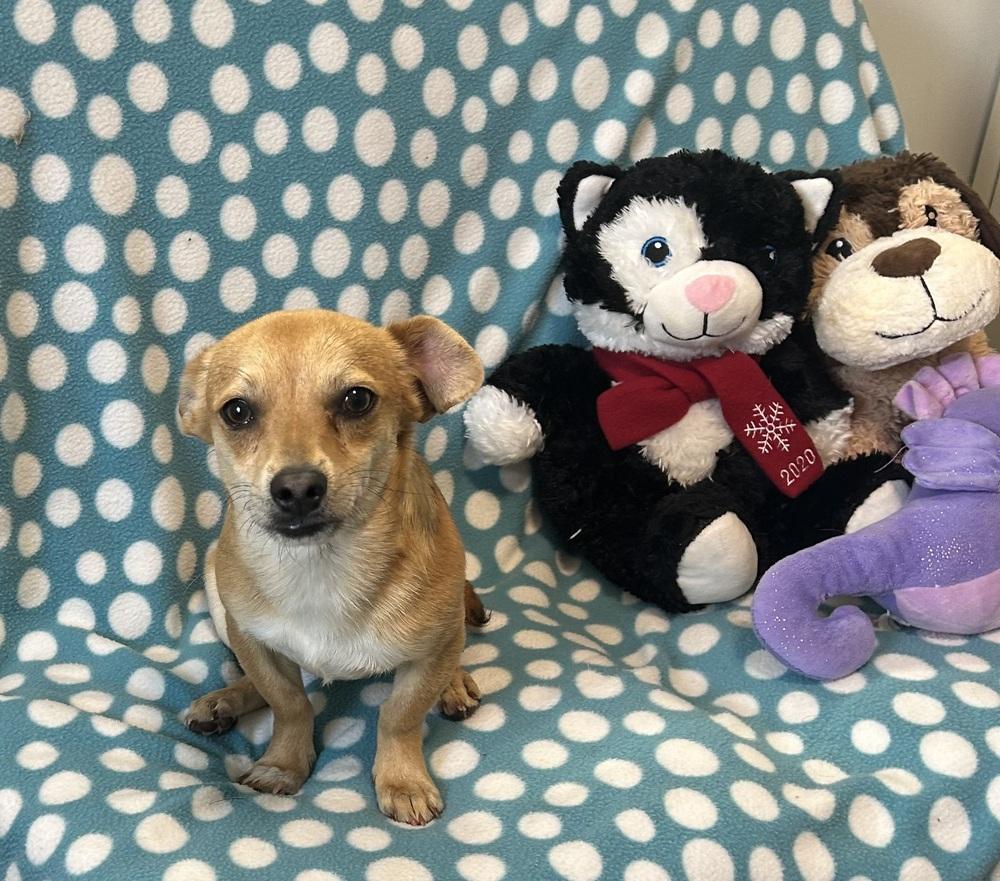 Carmelo, Adoptable, Young Male Chihuahua.