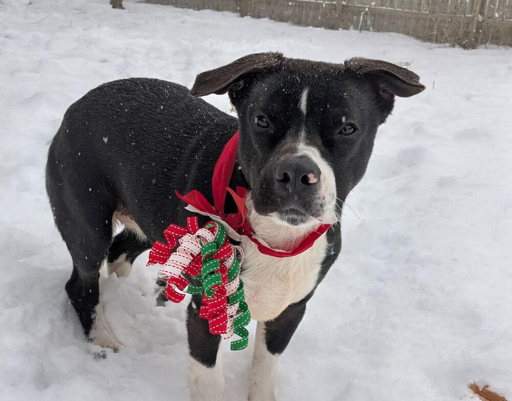 Penelope, Adoptable, Adult Female Pit Bull Terrier & Beagle.