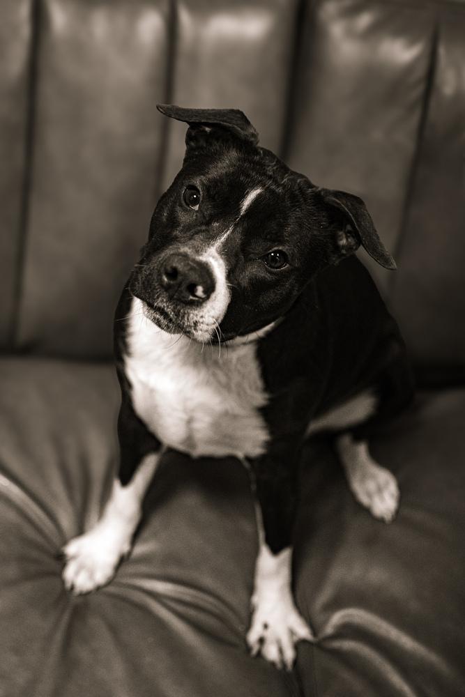 Enlarge Penelope, a Adoptable mixed breed in Frankfort, NY image 2/6