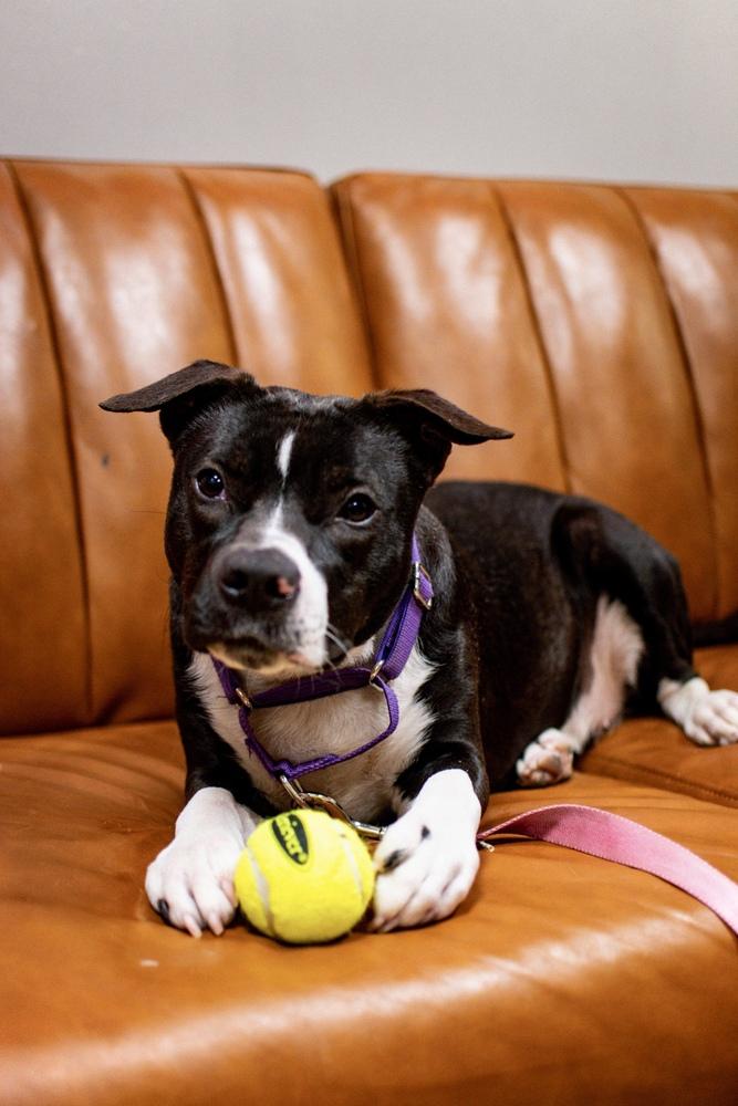 Enlarge Penelope, a Adoptable mixed breed in Frankfort, NY image 3/6