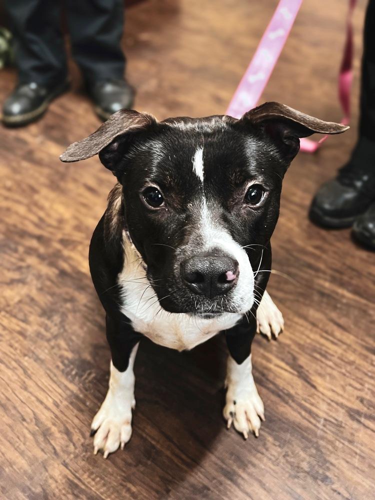 Enlarge Penelope, a Adoptable mixed breed in Frankfort, NY image 2/6