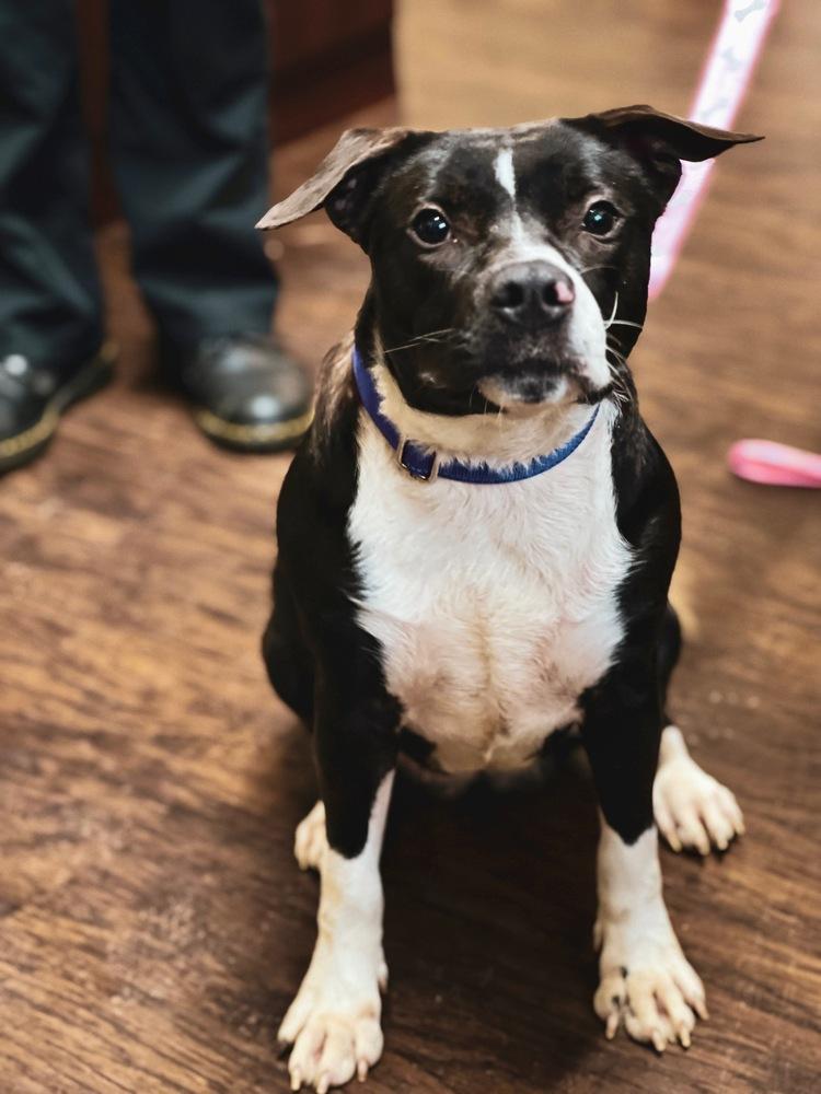 Enlarge Penelope, a Adoptable mixed breed in Frankfort, NY image 3/6