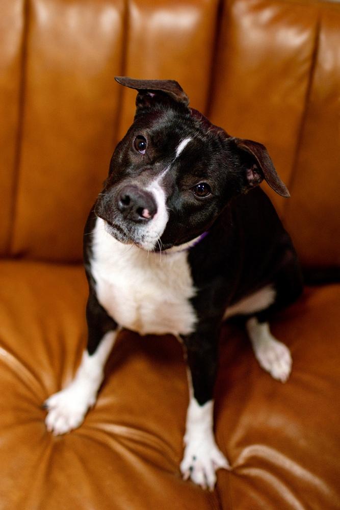 Enlarge Penelope, a Adoptable mixed breed in Frankfort, NY image 4/6