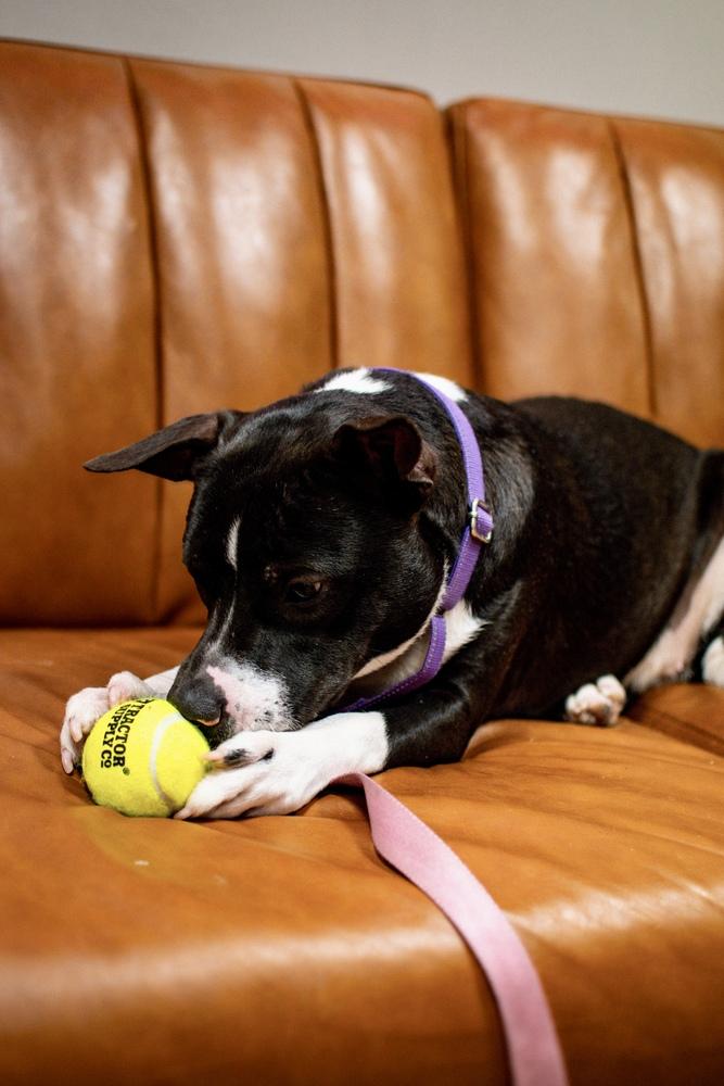 Enlarge Penelope, a Adoptable mixed breed in Frankfort, NY image 5/6