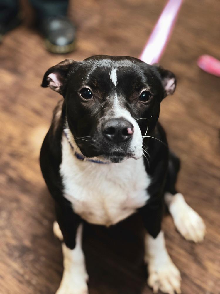 Penelope, Adoptable, Adult Female Pit Bull Terrier & Beagle.