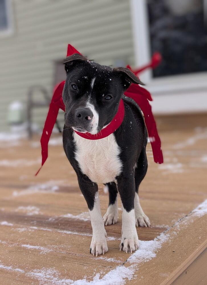 Enlarge Penelope, a Adoptable mixed breed in Frankfort, NY image 5/6