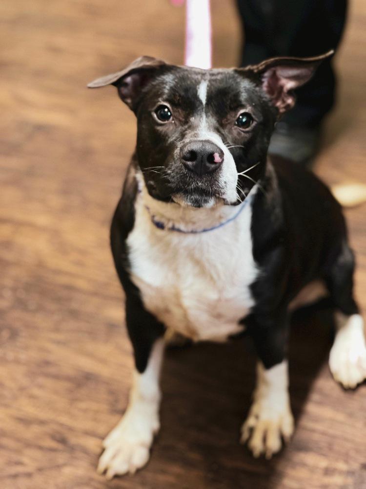 Enlarge Penelope, a Adoptable mixed breed in Frankfort, NY image 6/6