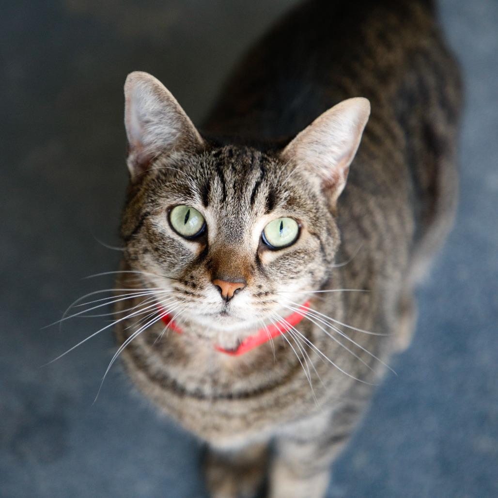 Penelope, Adoptable, Adult Female Domestic Short Hair & Domestic Short Hair.