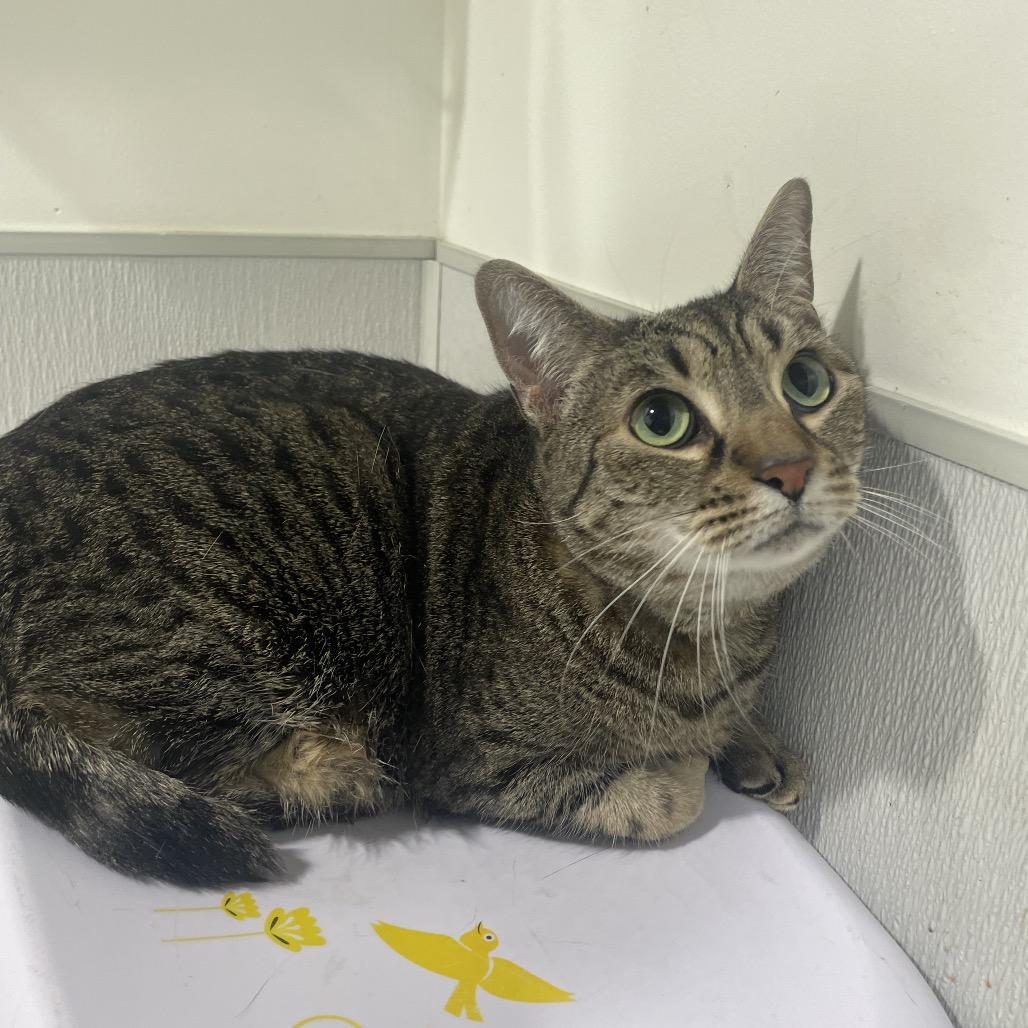 Enlarge Penelope, a Adoptable mixed breed in Tampa, FL image 2/2