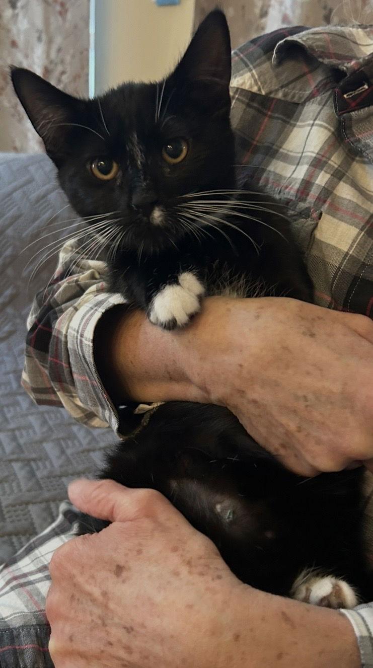 Frank Sinatra, Adoptable, Kitten Male Domestic Short Hair.