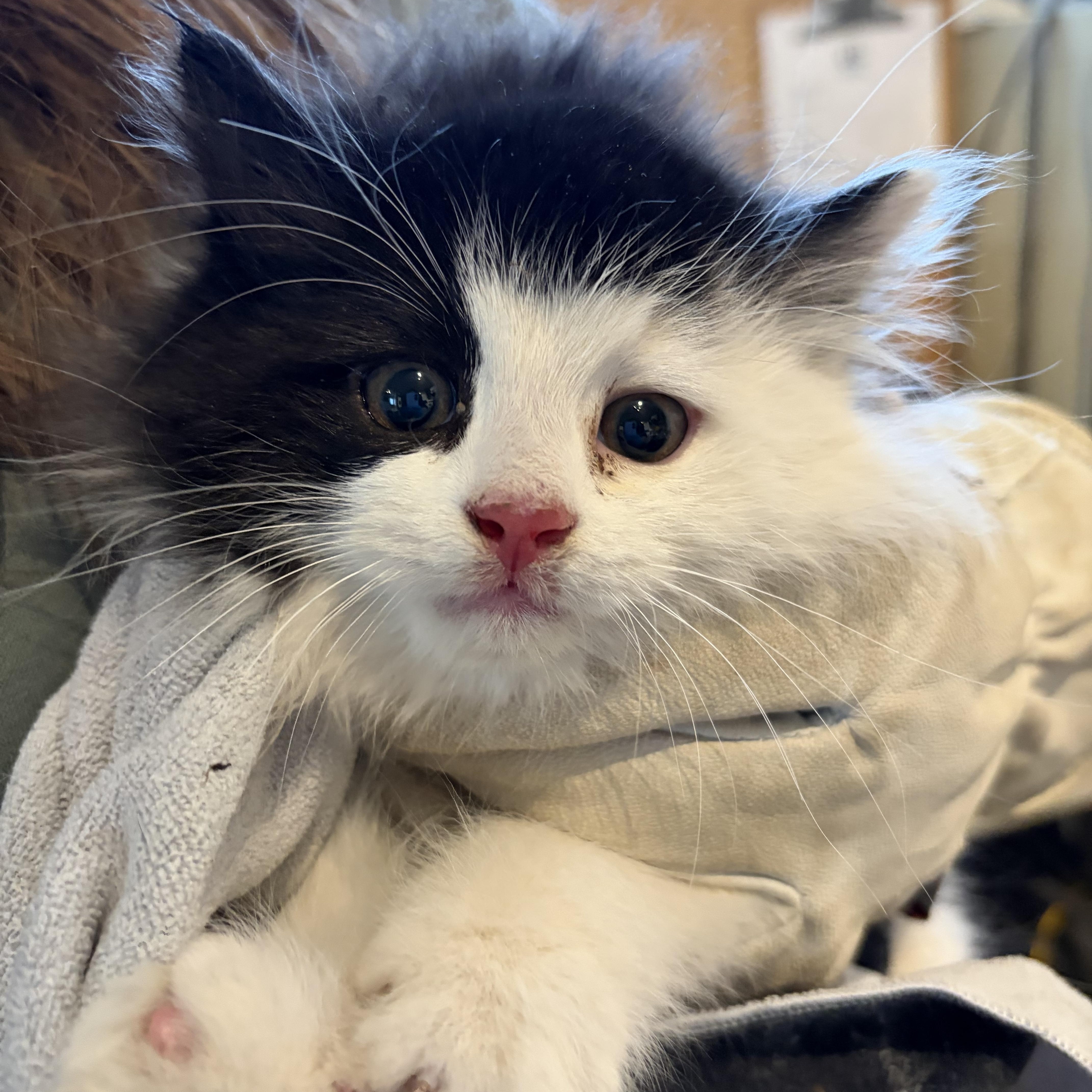 Enlarge Kimchi, an adopted Domestic Long Hair in Hay River, NT image 2/3