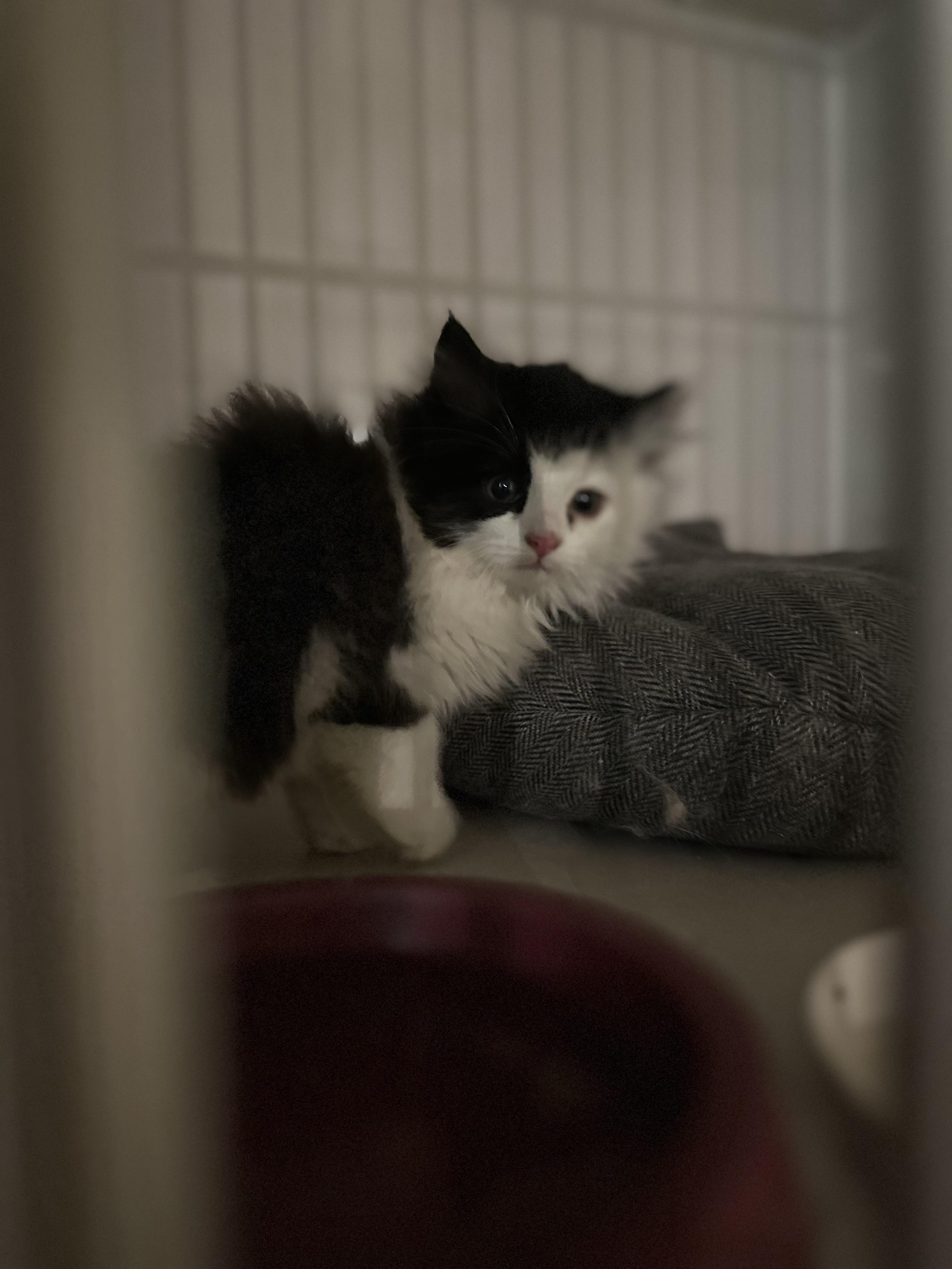 Enlarge Kimchi, an adopted Domestic Long Hair in Hay River, NT image 1/3