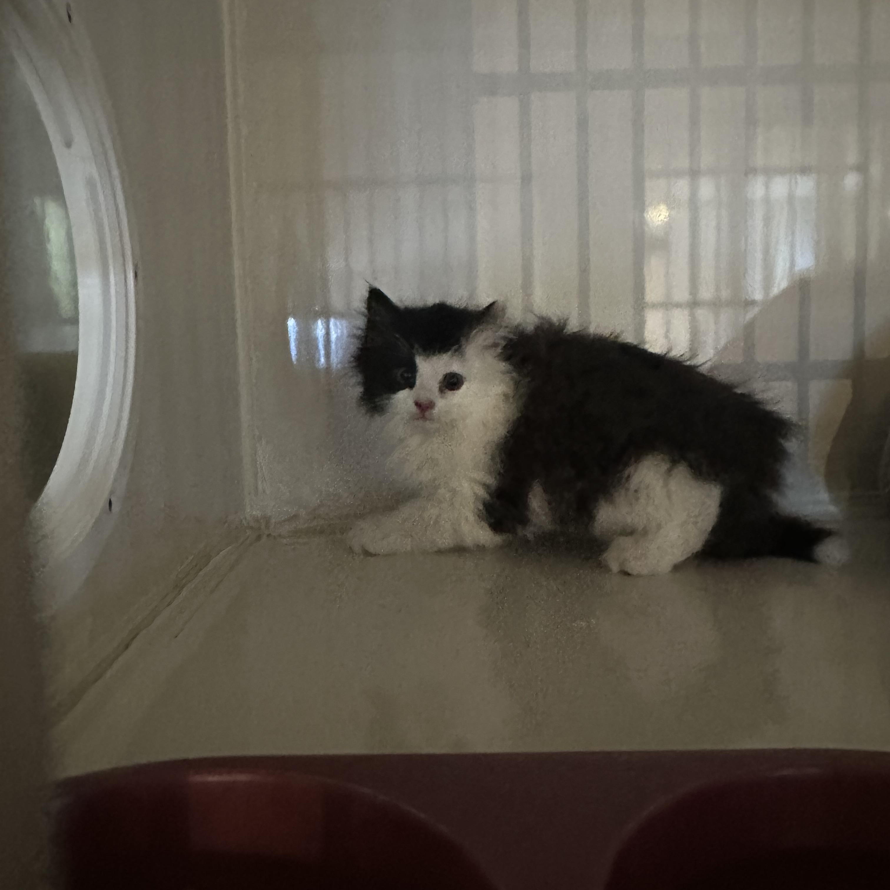 Enlarge Kimchi, an adopted Domestic Long Hair in Hay River, NT image 3/3