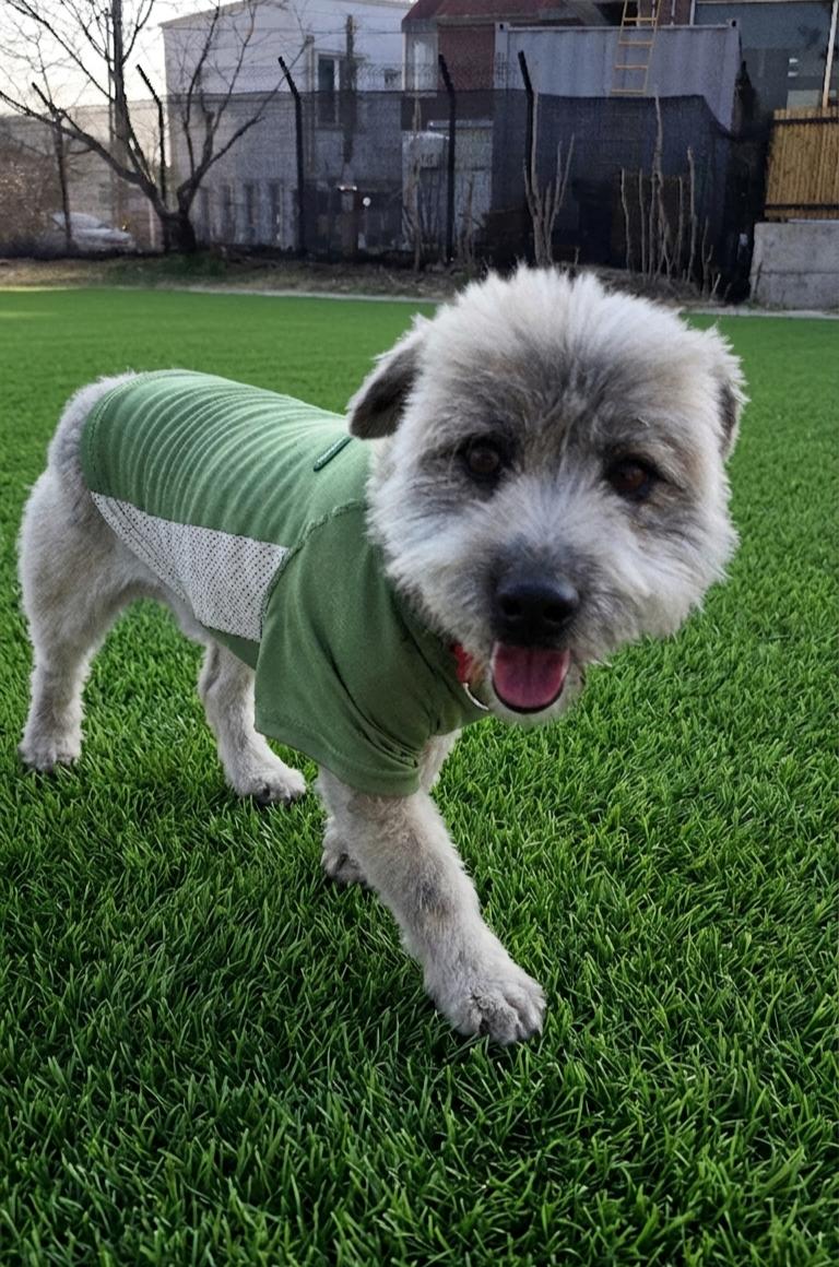Danny Great Companion - 25 Lbs., an adoptable mixed breed in Elma, WA image 2/6