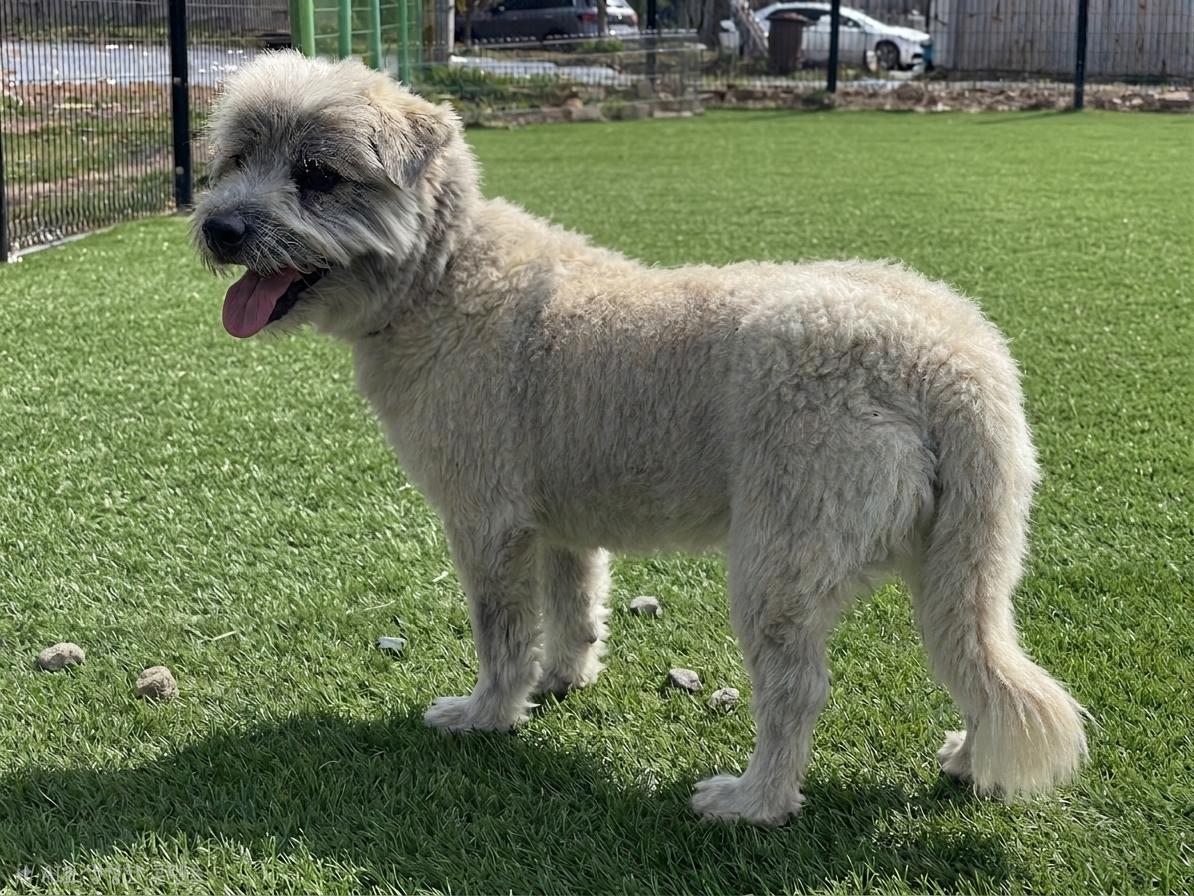 Enlarge Little Danny - 27 Lbs., a ADOPTABLE mixed breed in Elma, WA image 2/3