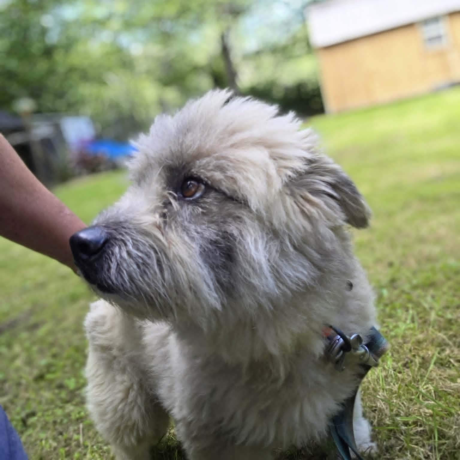 Danny Great Companion - 25 Lbs., adoptable, Adult Male Mixed Breed & Terrier.