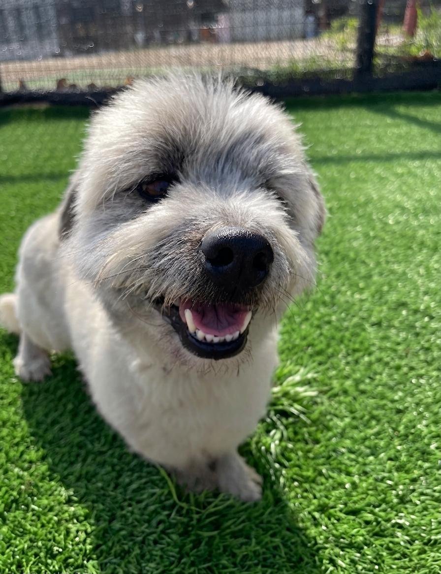 Little Danny - 27 Lbs., ADOPTABLE, Adult Male Terrier.