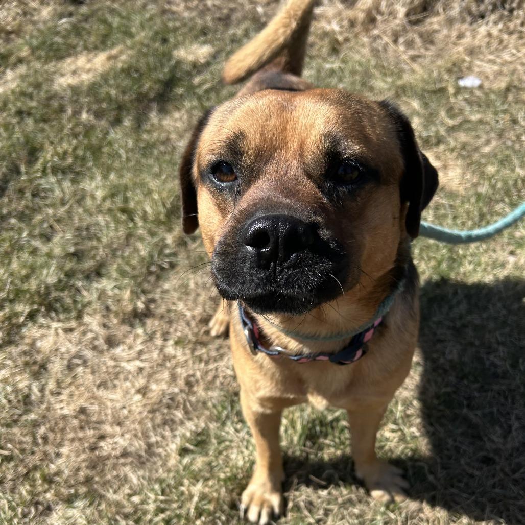 Enlarge Puggle, a Adoptable mixed breed in Wadena, MN image 1/4