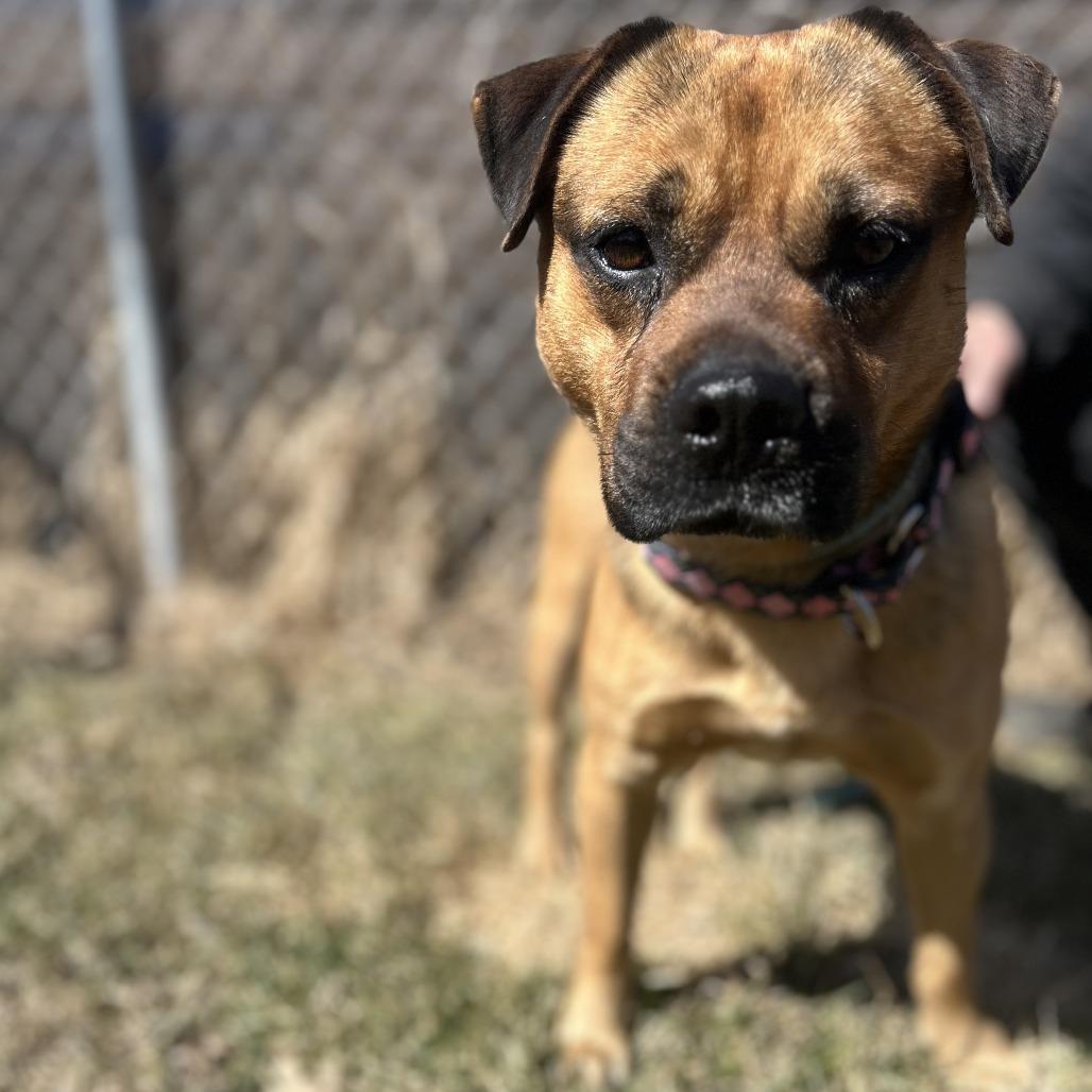 Enlarge Puggle, a Adoptable mixed breed in Wadena, MN image 2/4