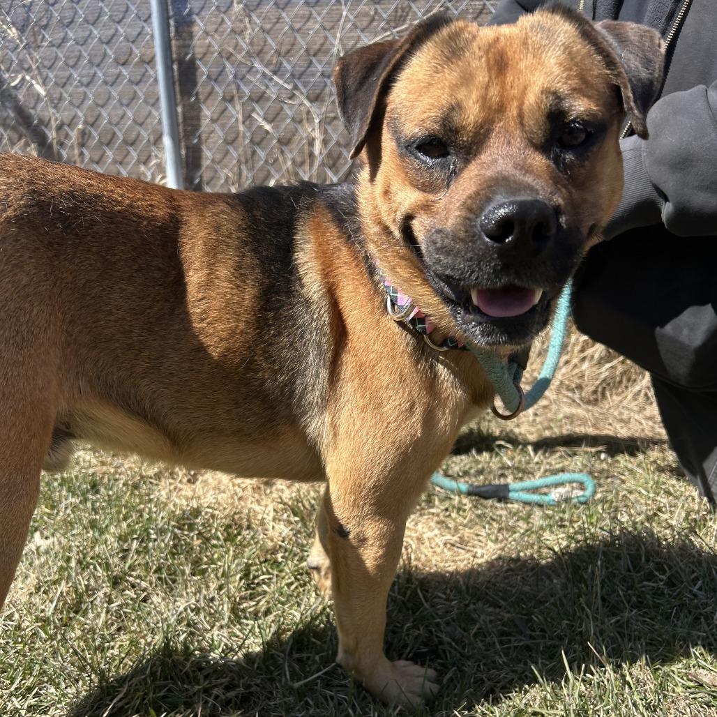 Enlarge Puggle, a Adoptable mixed breed in Wadena, MN image 3/4