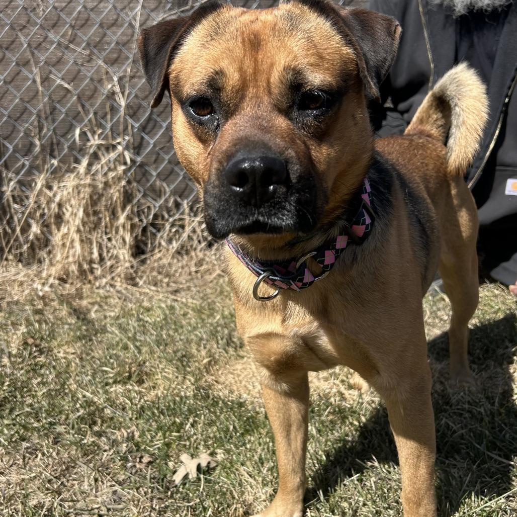 Enlarge Puggle, a Adoptable mixed breed in Wadena, MN image 4/4