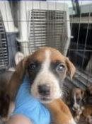 Xena, Adopted, Puppy Female Boxer.