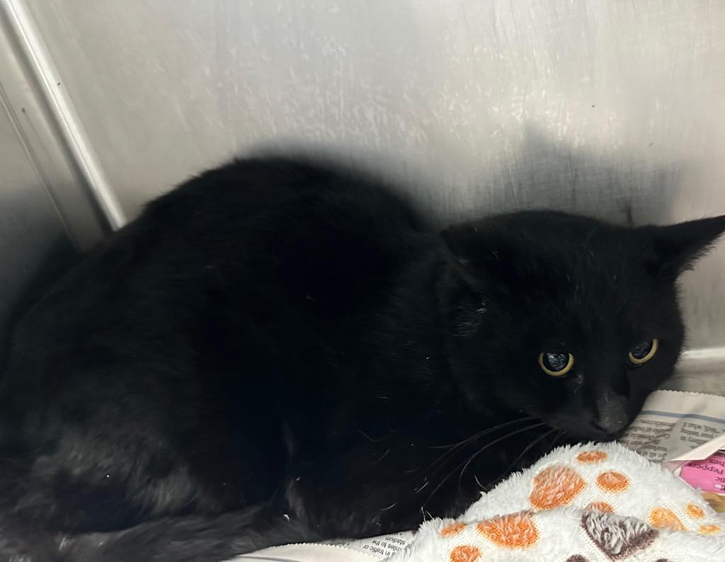 Jumbo, Adoptable, Adult Male Domestic Short Hair.