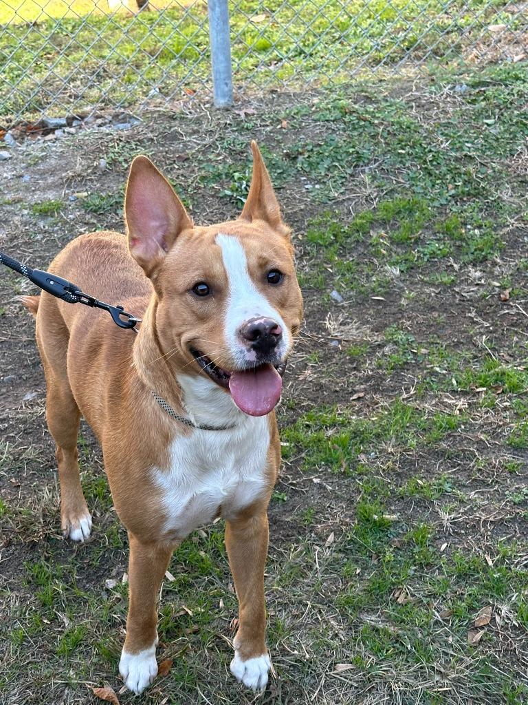 Mate Male 52 pounds 2 year old Sweetheart Boy Foster to Adopt Option Offered!, a Adoptable mixed breed in Charlottesville, VA image 2/4