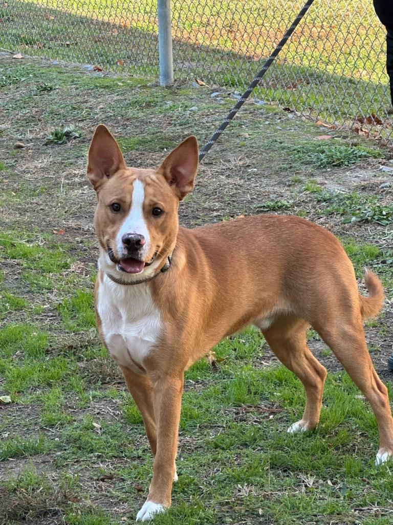 Mate Male 52 pounds 2 year old Sweetheart Boy Foster to Adopt Option Offered!