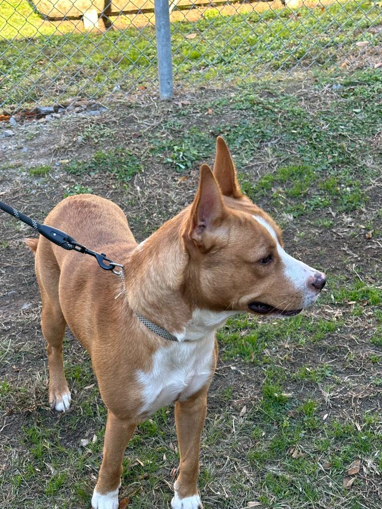 Mate Male 52 pounds 2 year old Sweetheart Boy Foster to Adopt Option Offered!