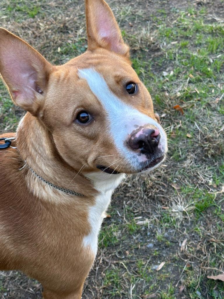 Mate Male 52 pounds 2 year old Sweetheart Boy Foster to Adopt Option Offered!