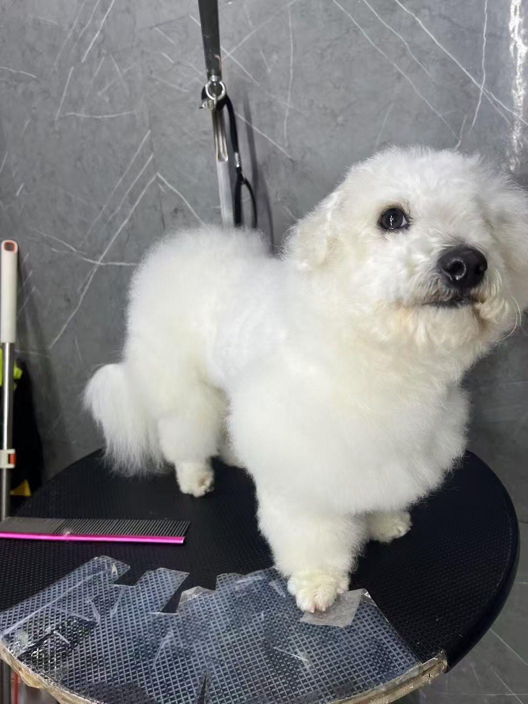Milo, adopted, Young Male Bichon Frise.