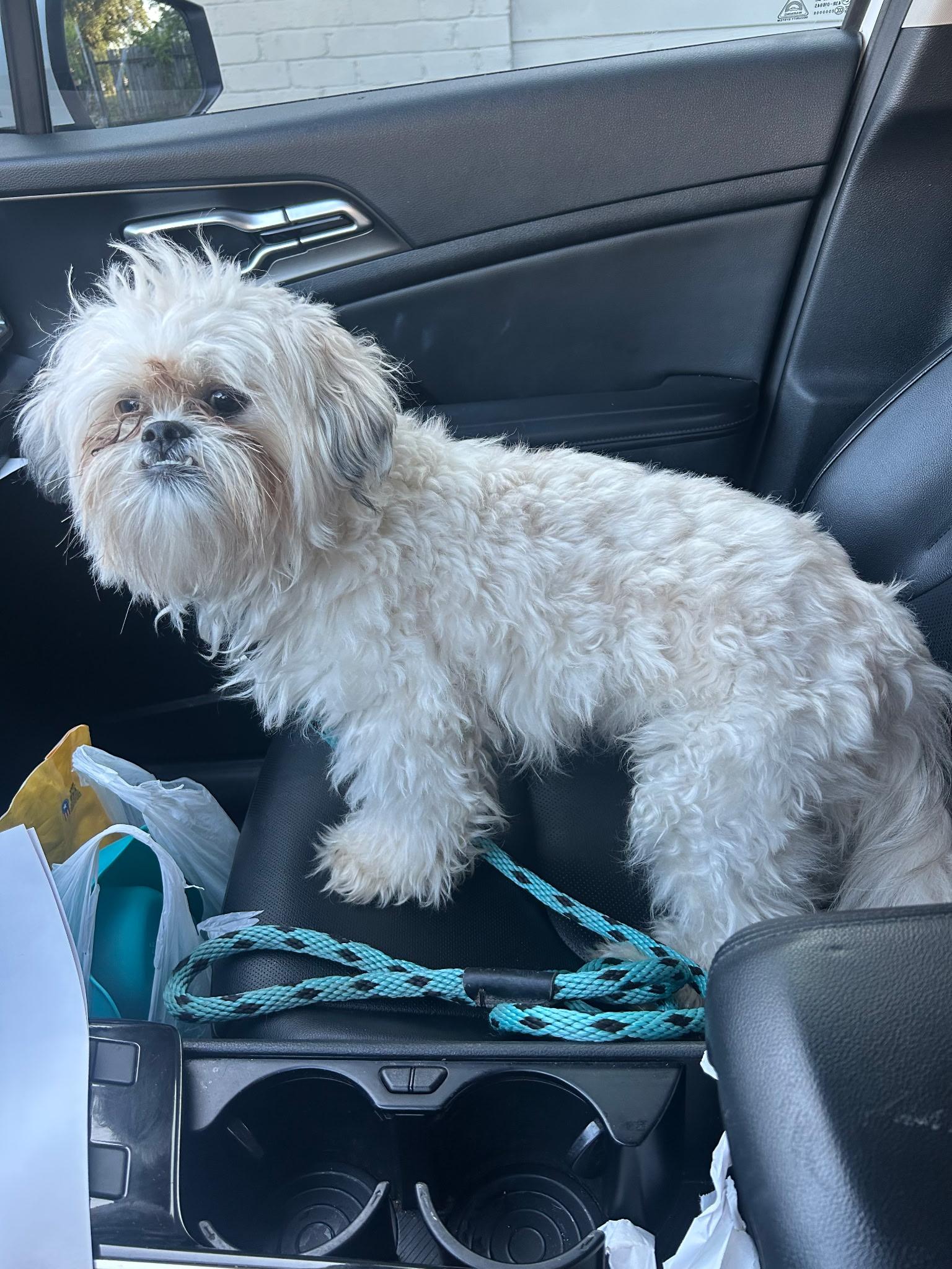 Rocky, an adoptable Maltipoo in Dallas, TX, 75219 | Photo Image 1