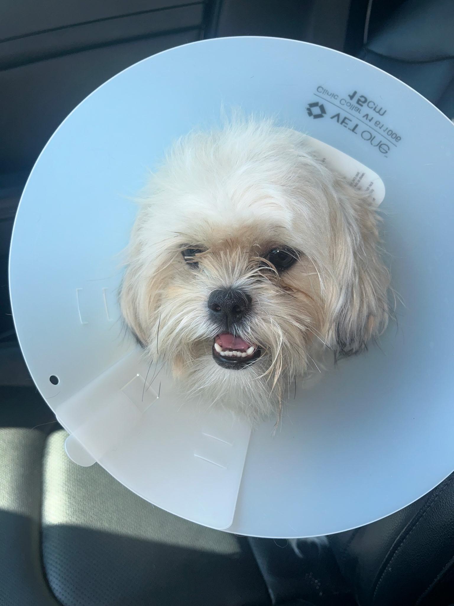 Rocky, an adoptable Maltipoo in Dallas, TX, 75219 | Photo Image 2